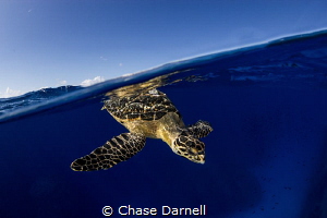 "Brief Blue Moments"
Getting images of Turtles on or nea... by Chase Darnell 
